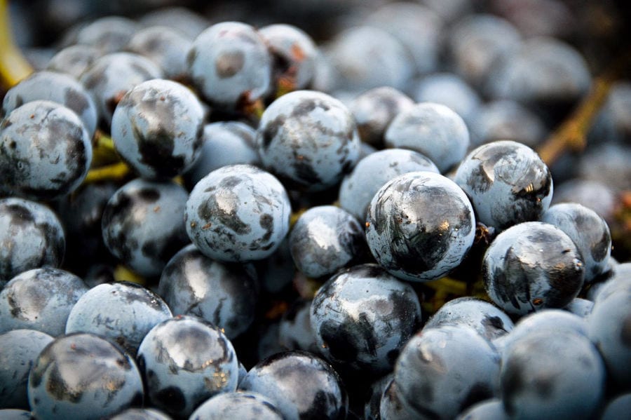 bunche of black grapes at Oinodos Wines vineyard